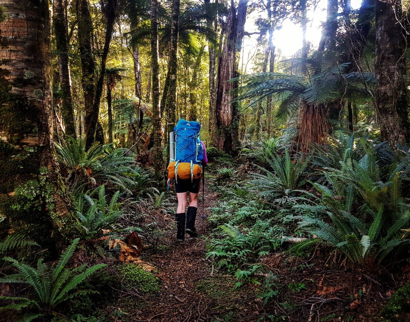 טרק ניו זילנד