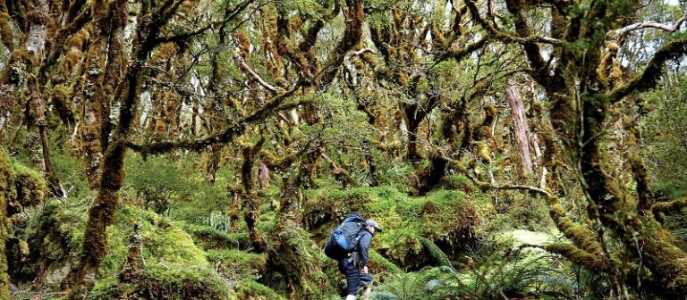 המדריך השלם למקרה והלכתם לאיבוד. הלכתי לאיבוד! מה לעשות? ואיך נכון לפעול - בלי פניקה, הנה הוראות מועילות שיעזרו לכם להתמודד עם המצב