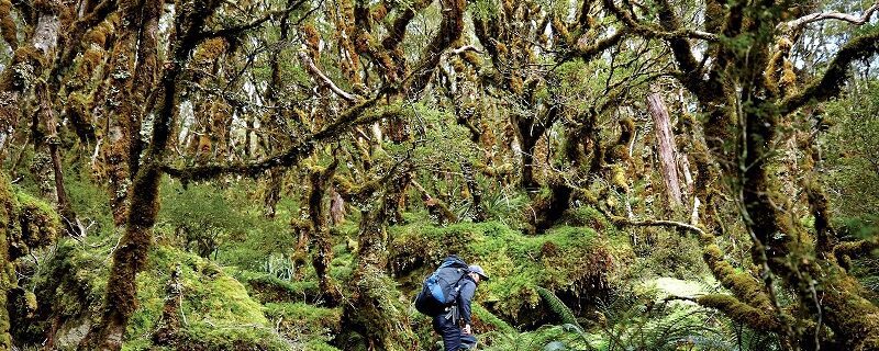 המדריך השלם למקרה והלכתם לאיבוד. הלכתי לאיבוד! מה לעשות? ואיך נכון לפעול - בלי פניקה, הנה הוראות מועילות שיעזרו לכם להתמודד עם המצב