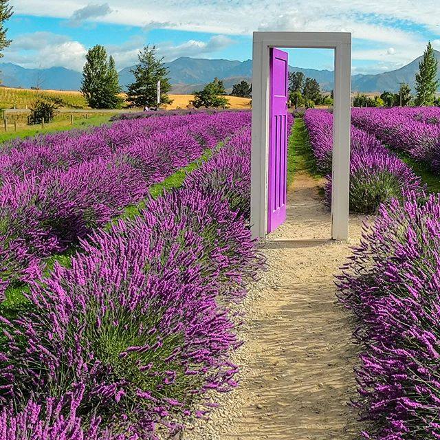 לבקר בחוות לוונדר