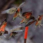 ציפורים ניו זילנד