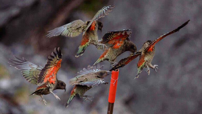 ציפורים ניו זילנד