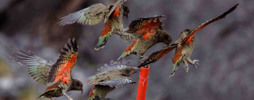 ציפורים ניו זילנד