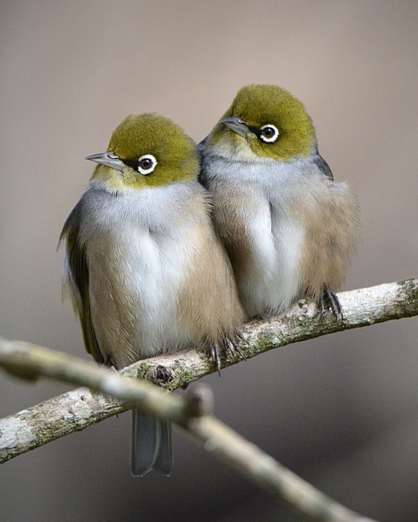 ציפורים - 20 מינים שבהם תתקלו  בזמן הטיול בניו-זילנד