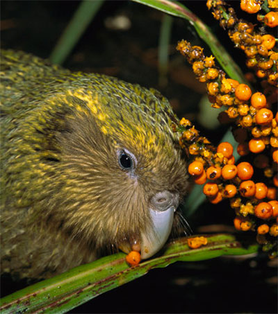  קאקאפו - תוכי בניו זילנד 