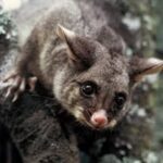 צילום תקריב של פוסום אוסטרלי (Brush-tailed possum) בעל פרווה אפורה, עיניים כהות גדולות ואף ורדרד, מטפס על גזע עץ ביער בניו זילנד.