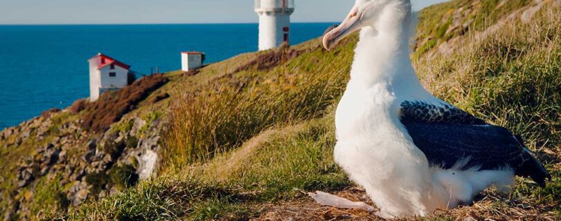 דנידין ניו זילנד