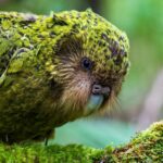 קאקאפו - תוכי בניו זילנד