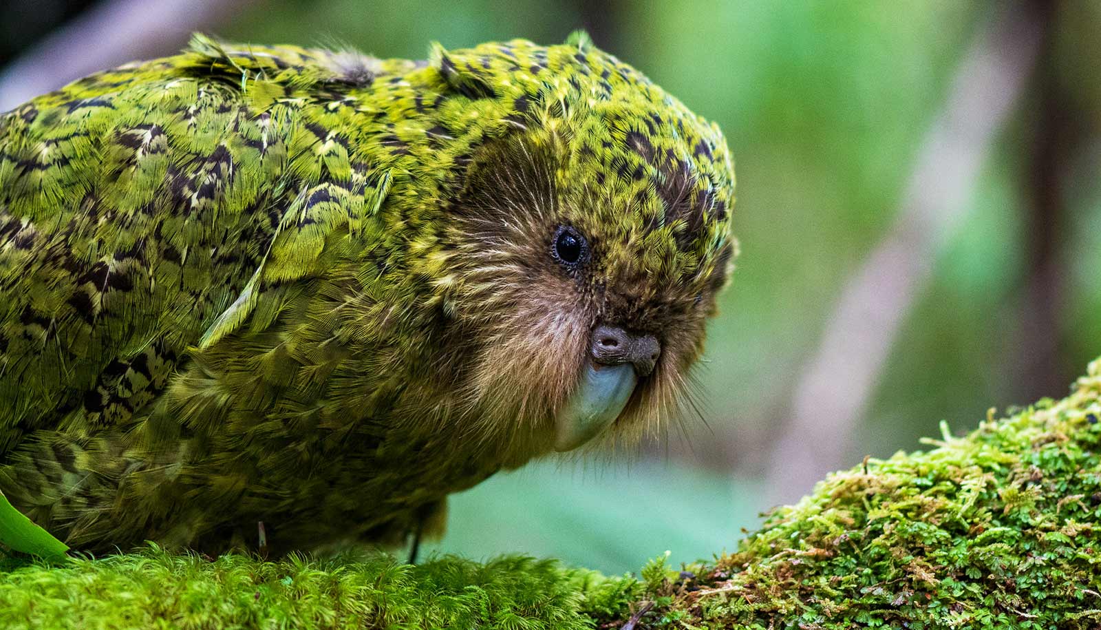 תקריב (Close-up) על פניו של תוכי קאקאפו (Kakapo) המציג את נוצותיו המנוקדות בירוק וצהוב, עיניו השחורות הקטנות והמקור האפרפר, כשהוא עומד על ענף מכוסה טחב ביער.