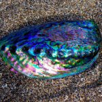 אבאלון - פאווה