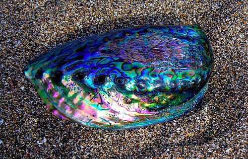 אבאלון - פאווה