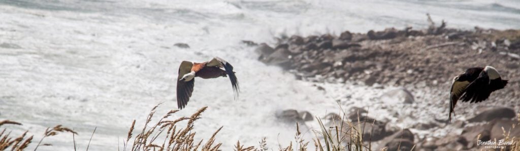 צמד ברווזי "פאראדייס" (Paradise Shelduck) במעוף מעל קו החוף הסלעי והגועש בטרק ההיפי (Heaphy Track) בניו זילנד.