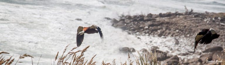 טרק היפי ניו זילנד
