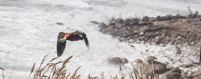 טרק היפי ניו זילנד
