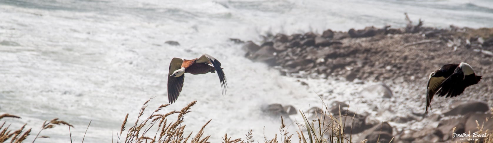 צמד ברווזי "פאראדייס" (Paradise Shelduck) במעוף מעל קו החוף הסלעי והגועש בטרק ההיפי (Heaphy Track) בניו זילנד.