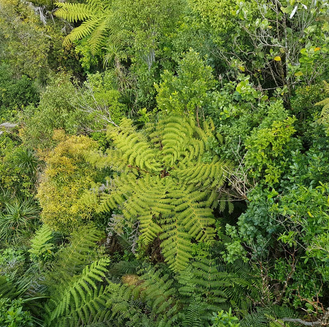 מבט מלמעלה על עץ שרך כסוף (Silver Fern) בלב יער גשם עבות בניו זילנד, המציג פריסה מעגלית וסימטרית של עליו הירוקים.