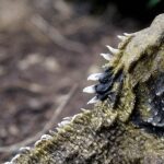 צילום פרופיל של טואטרה (Tuatara) עם פה פתוח, המציג את הקוצים הלבנים והחדים לאורך עורפה ואת עורה המחוספס על רקע אדמה וצמחייה נמוכה.