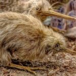 קיווי ניו זילנד