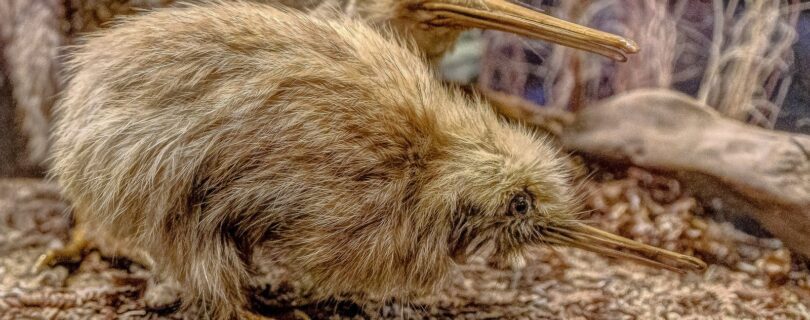 קיווי ניו זילנד