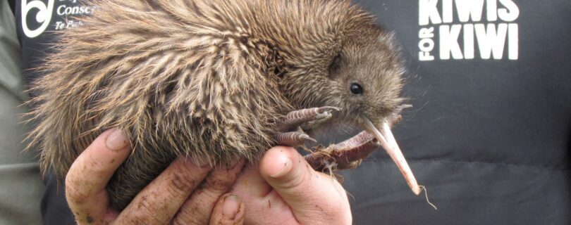 קיווי ניו זילנד