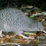 קיווי מנומר גדול (Great Spotted Kiwi) צועד על אדמת יער מכוסה עלים יבשים וזרדים. לציפור נוצות אפורות-חומות עם דוגמת חברבורות בהירה, מקור ארוך מאוד ובהיר ועיניים כהות קטנות.