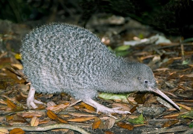 קיווי מנומר גדול (Great Spotted Kiwi) צועד על אדמת יער מכוסה עלים יבשים וזרדים. לציפור נוצות אפורות-חומות עם דוגמת חברבורות בהירה, מקור ארוך מאוד ובהיר ועיניים כהות קטנות.