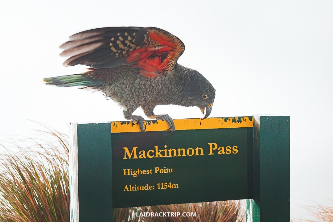 תוכי Kea (קיאה) עומד על השלט הרשמי של מעבר ההרים Mackinnon Pass בטרק המילפורד. הקיאה פורש מעט את כנפיו וחושף את הנוצות הכתומות-אדומות המרהיבות שמתחתיהן. השלט מציין את הגובה: 1154 מטרים ("Highest Point, Altitude: 1154m"). ברקע ערפל אלפיני לבן וצמחיית טוסוק.