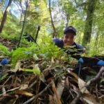 צילום מקרו מקרוב של פטרייה כחולה עזה ונדירה מסוג Entoloma hochstetteri, המכונה גם 'וורוויי-הויו' (Werewere-kokako), גדלה מתוך מצע עלים טחוב ביער גשם ניו זילנדי. הפטרייה בעלת כובע חרוטי קטן בצבע כחול אחיד, עם גבעול דק, מוקפת בשרכים וצמחייה ירוקה מטושטשת.