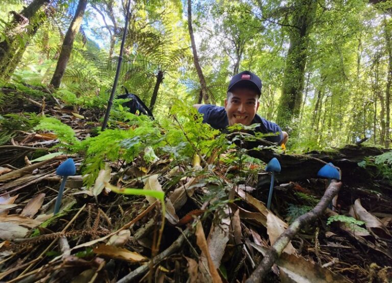 פטריות כחולות