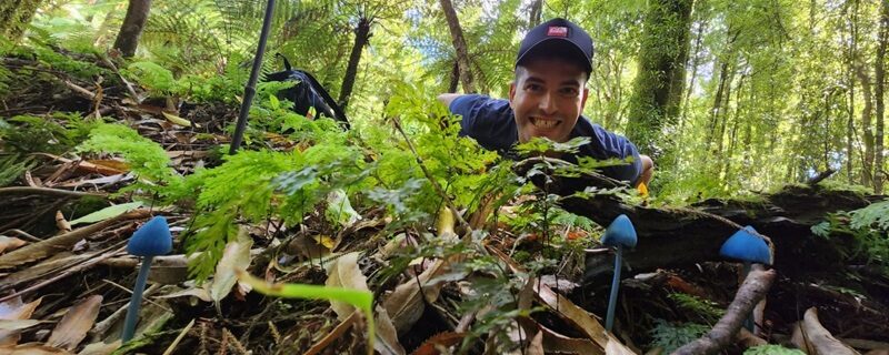 פטריות כחולות