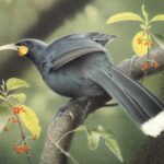 איור ריאליסטי של ציפור ההוייא (Huia) המרתקת, שנכחדה מניו זילנד. לציפור נוצות כחולות-שחורות מבריקות, מקור בהיר ארוך ומעוקל בצורה דרמטית, וכתמים כתומים בבסיס המקור. בקצה הזנב המניפתי בולט פס לבן רחב. הציפור ניצבת על ענף בלב יער גשם ירוק לצד פירות יער אדומים.