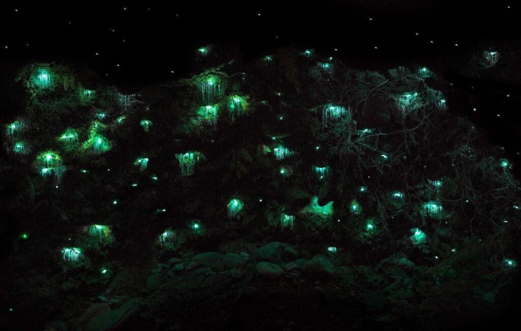 צילום של תולעים זוהרות (Glowworms) בתוך מערה חשוכה בניו זילנד. עשרות נקודות אור קטנות בצבע טורקיז-זוהר מאירות את דפנות המערה והצמחייה, ומהן משתלשלים קורי משי עדינים הנראים כשרשראות אור קטנות.