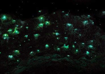 טיול לניו זילנד