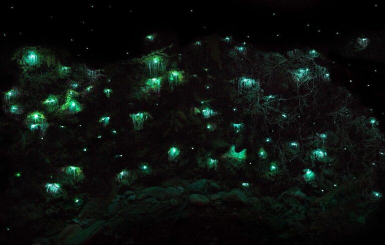 טיול לניו זילנד