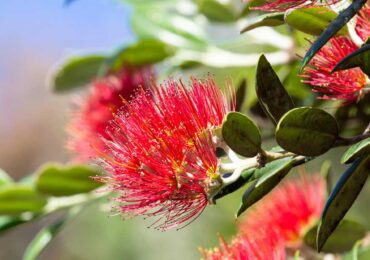 טיול לניו זילנד