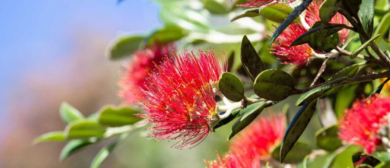 טיול לניו זילנד