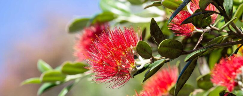 טיול לניו זילנד