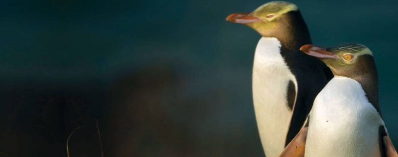 פינגווין ניו זילנד