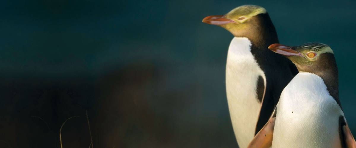 פינגווין ניו זילנד