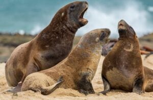 שלושה אריות ים ניו זילנדיים (New Zealand Sea Lions) על חוף חולי. אריה הים השמאלי פוער את פיו בשאגה עוצמתית, בעוד השניים האחרים נראים כמי שמגיבים אליו בתנועות ראש ובמבטים. פרוותם החומה מכוסה בחול זהוב, וברקע נראים מי האוקיינוס הכחולים עם קצף גלים לבן.
