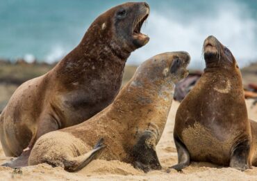 כלבי ים ניו זילנד