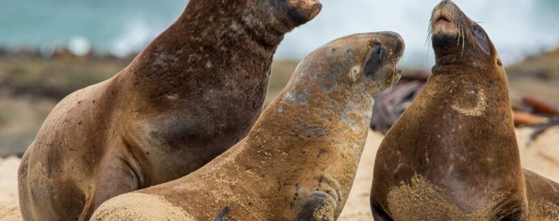 כלבי ים ניו זילנד