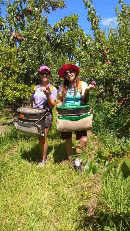 ביטוח לניו זילנד