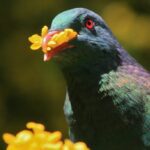 צילום תקריב של קררו (Kererū), יונת היער של ניו זילנד, בעלת נוצות ירוקות וסגולות מבריקות ועין אדומה, כשהיא אוחזת במקורה פרי כתום וגדול של עץ הקאראקה (Karaka) על רקע עלווה ירוקה מטושטשת.