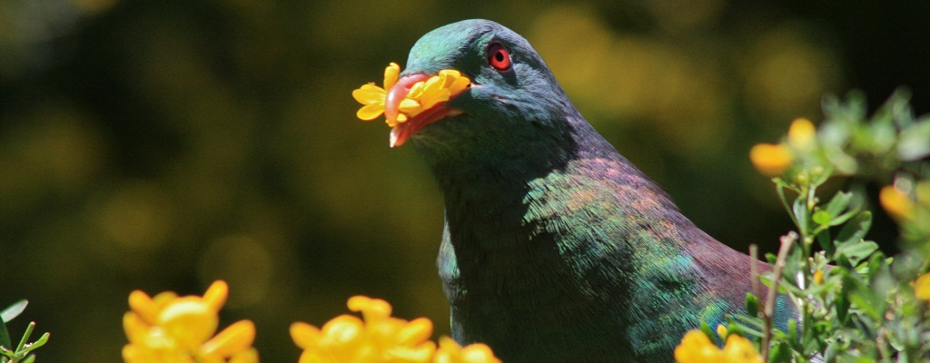 צילום תקריב של קררו (Kererū), יונת היער של ניו זילנד, בעלת נוצות ירוקות וסגולות מבריקות ועין אדומה, כשהיא אוחזת במקורה פרי כתום וגדול של עץ הקאראקה (Karaka) על רקע עלווה ירוקה מטושטשת.