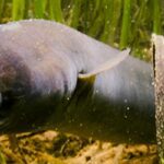 צלופח ניו זילנדי ארוך-סנפיר כהה שוחה במים צלולים בין בולי עץ עתיקים, סלעים ושרכים ירוקים עבותים בתחתית נחל בניו זילנד.