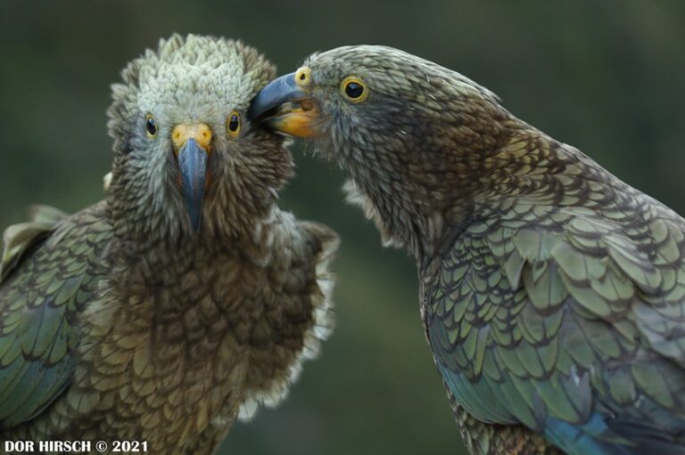תצלום תקריב אינטימי של שני תוכי קיאה (Kea) בגוני ירוק-זית ונוצות כחלחלות מבריקות. הציפור הימנית מסיטה את ראשה הצידה ומנקה בעזרת מקורה בעדינות את נוצות הראש של הציפור השמאלית, שמביטה קדימה ישירות לעבר המצלמה בעיניים פקוחות, על רקע ירוק כהה ומטושטש. בפינה השמאלית התחתונה מופיע הכיתוב הלבן "DOR HIRSCH © 2021".