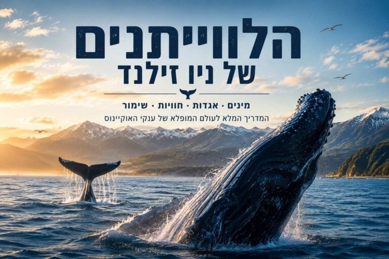 באנר אופקי ($Landscape$) מעוצב ככריכת מדריך דיגיטלי, הכולל כיתוב בעברית ושילוב תצלומי טבע דרמטיים של לווייתנים בניו זילנד. בחלק העליון מופיעה כותרת גדולה ובולטת בצבע כחול כהה: "הלווייתנים של ניו זילנד", ומתחתיה כותרת משנה: "מינים • אגדות • חוויות • שימור | המדריך המלא לעולם המופלא של ענקי האוקיינוס". בחלק התחתון הימני, לווייתן גדול סנפיר פורץ בעוצמה מתוך המים ($Breaching$) ומייצר נתזי מים רבים. משמאל, זנב לווייתן מורם באוויר רגע לפני צלילה, וממנו ניגרים קילוחים עדינים. ברקע נפרש רכס הרים גבוה ומושלג (רכס קאיקורה) תחת שמיים בהירים עם עננים רכים בשעת הזהב וציפורי ים מעופפות.