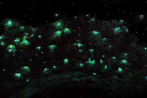 טיול לניו זילנד