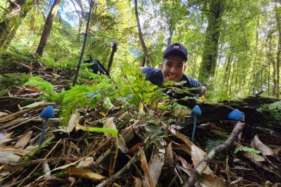 פטריות כחולות